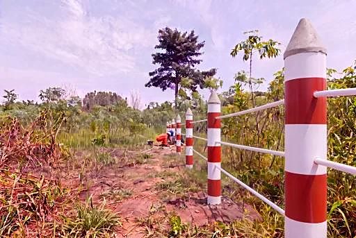 Clôture à haie vive juste après la plantation